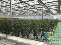 河南基質(zhì)無土栽培案例