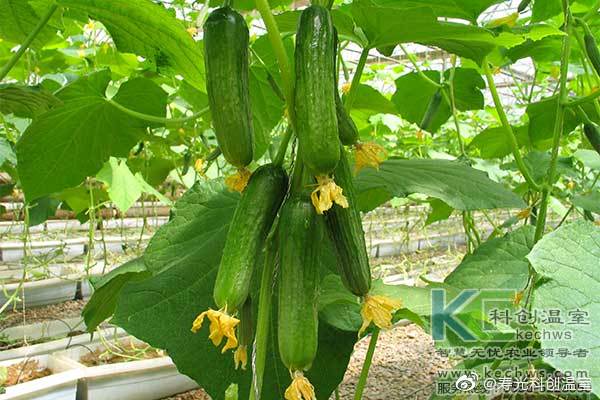 無土栽培，無土栽培技術，無土栽培設備