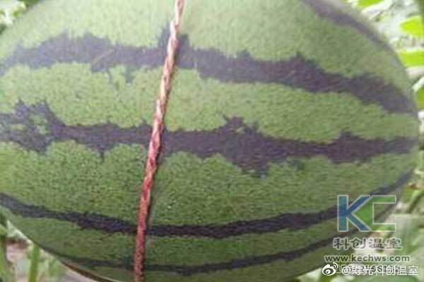 無土栽培，無土栽培技術，無土栽培設備