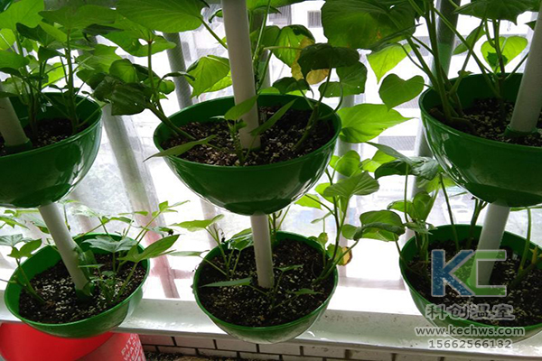 無土栽培，無土栽培技術，無土栽培設備