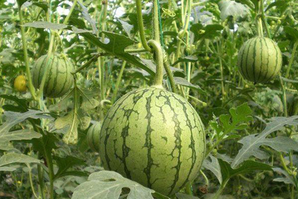 無(wú)土栽培，無(wú)土栽培技術(shù)，無(wú)土栽培設(shè)備