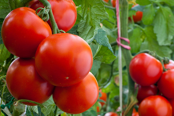 無土栽培，無土栽培技術(shù)，無土栽培設(shè)備