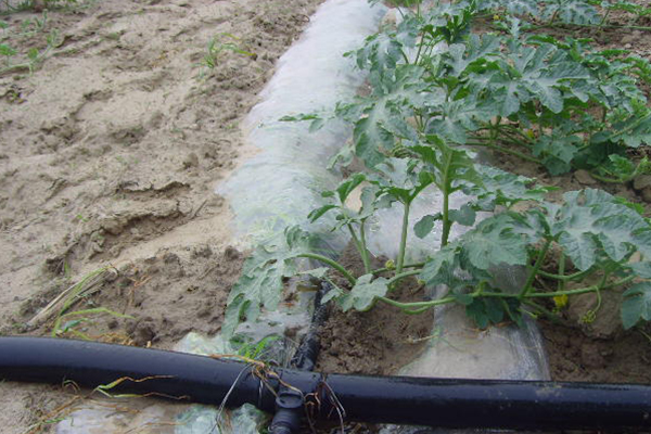 無(wú)土栽培，無(wú)土栽培技術(shù)，無(wú)土栽培設(shè)備