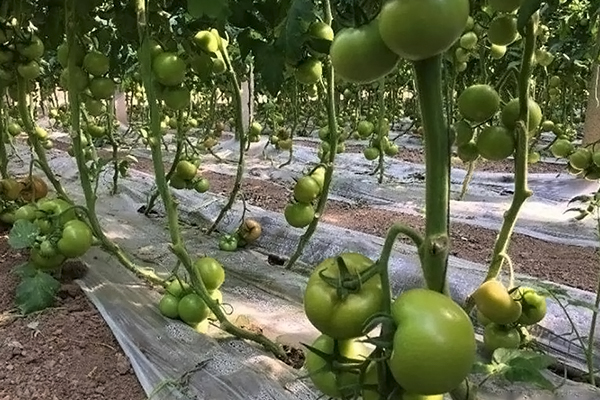 無土栽培，無土栽培技術(shù)，無土栽培設(shè)備