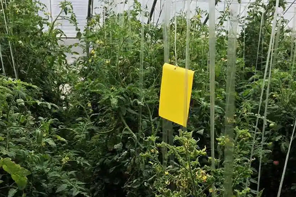 無土栽培，無土栽培技術(shù)，無土栽培設(shè)備