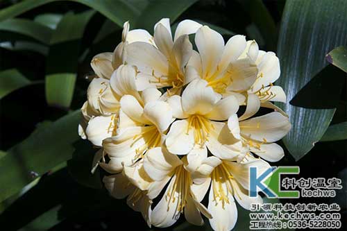 無土栽培，無土栽培技術(shù)，無土栽培設(shè)備