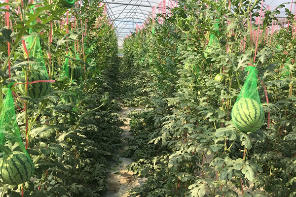 無(wú)土栽培，無(wú)土栽培技術(shù)，無(wú)土栽培設(shè)備