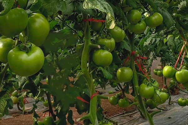 無土栽培，無土栽培技術(shù)，無土栽培設(shè)備