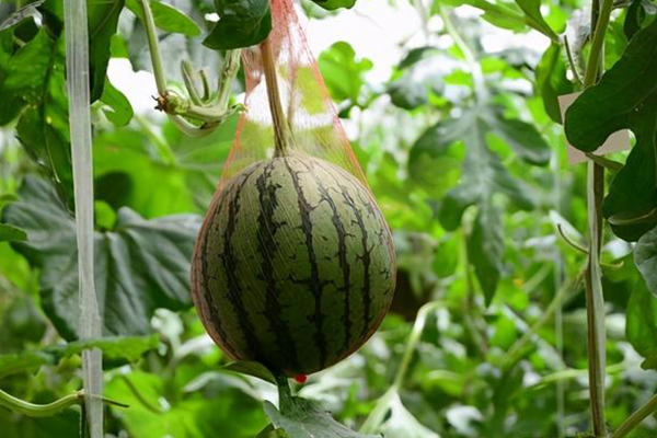 無(wú)土栽培，無(wú)土栽培技術(shù)，無(wú)土栽培設(shè)備