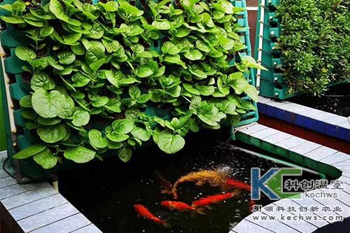 魚菜共生,無土栽培