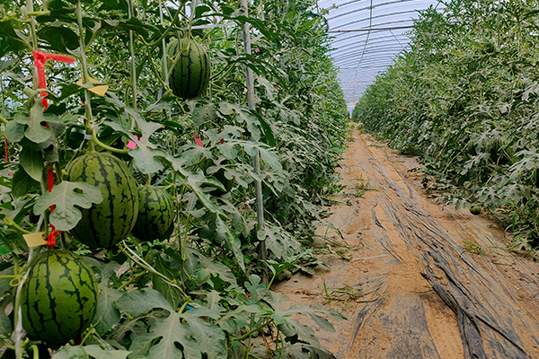 無(wú)土栽培，無(wú)土栽培技術(shù)，無(wú)土栽培設(shè)備