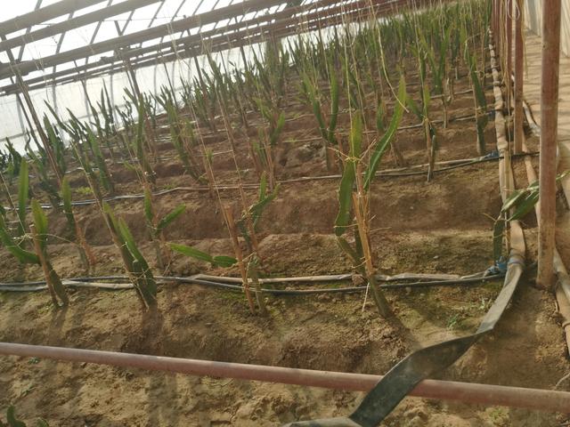 無土栽培，無土栽培技術(shù)，無土栽培設(shè)備