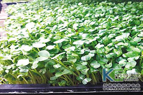 無土栽培，無土栽培技術，無土栽培設備