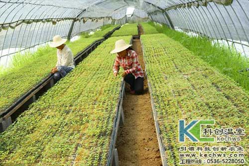 無土栽培，無土栽培技術(shù)，無土栽培設(shè)備