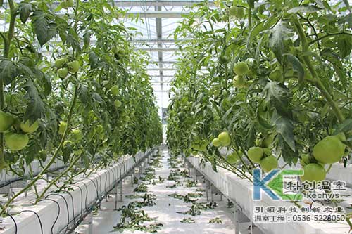 無土栽培，無土栽培技術(shù)，無土栽培設(shè)備