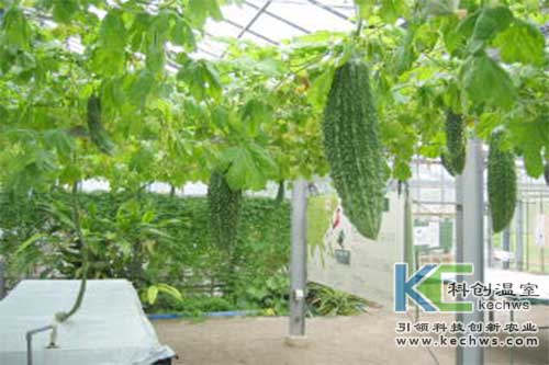 無土栽培，無土栽培技術，無土栽培設備