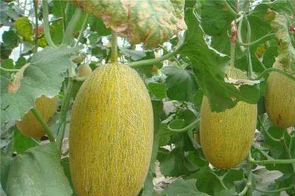 無(wú)土栽培，無(wú)土栽培技術(shù)，無(wú)土栽培設(shè)備