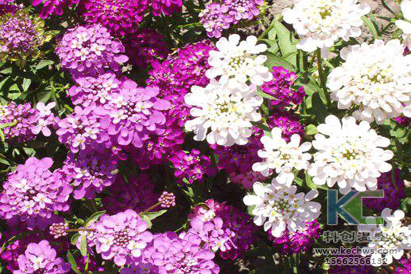 無土栽培，無土栽培技術，無土栽培設備