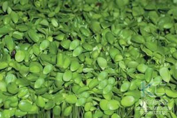 無(wú)土栽培，無(wú)土栽培技術(shù)