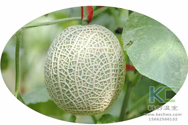 無土栽培，無土栽培技術，無土栽培設備