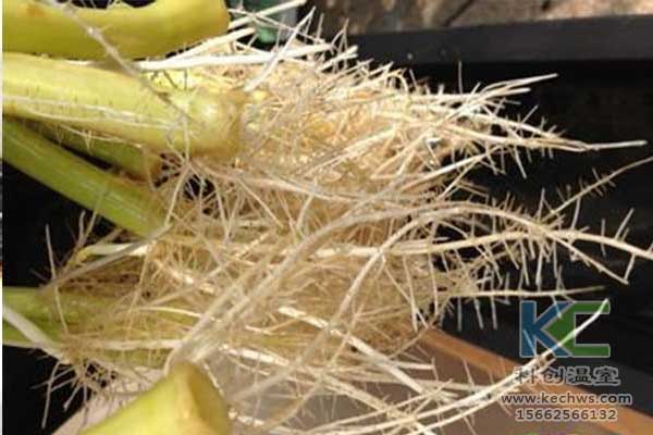 無土栽培，無土栽培技術