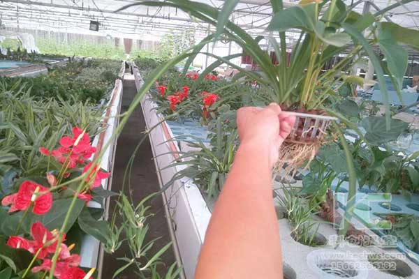 無土栽培，無土栽培技術，無土栽培設備