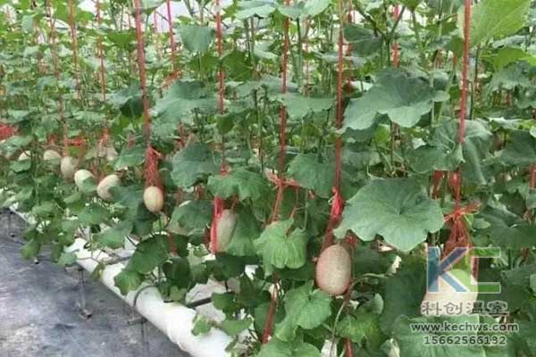 無土栽培，無土栽培技術(shù)，無土栽培設(shè)備