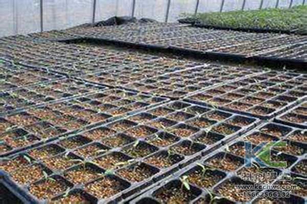 無土栽培，無土栽培技術(shù)，無土栽培設備