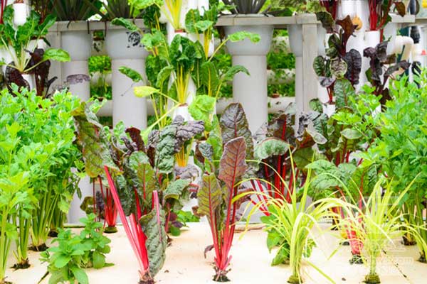 無土栽培，無土栽培技術，無土栽培設備