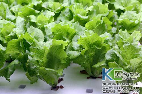 無土栽培，無土栽培技術，無土栽培設備