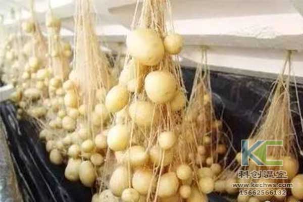 無土栽培，無土栽培技術，無土栽培設備