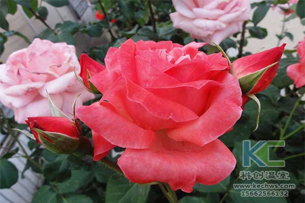 無(wú)土栽培，無(wú)土栽培技術(shù)，無(wú)土栽培設(shè)備