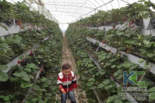 無土栽培，無土栽培技術(shù)，無土栽培設(shè)備