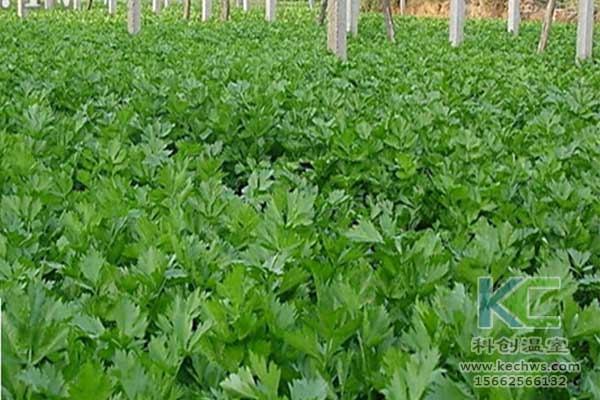 無土栽培，無土栽培技術，無土栽培設備