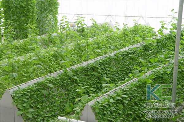 無土栽培，無土栽培技術(shù)，無土栽培設(shè)備