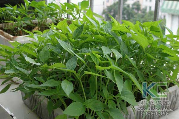 無土栽培，無土栽培技術(shù)，無土栽培設(shè)備