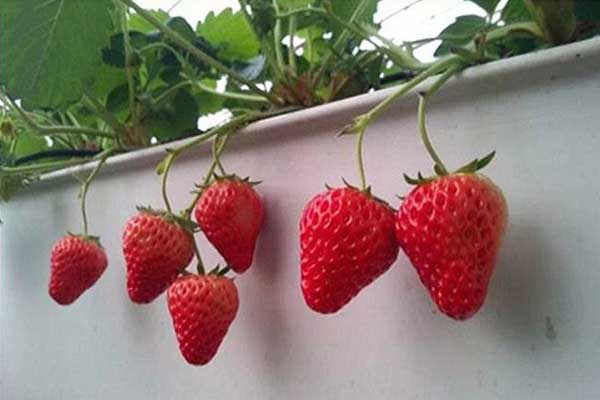 無土栽培，無土栽培技術(shù)，無土栽培設(shè)備