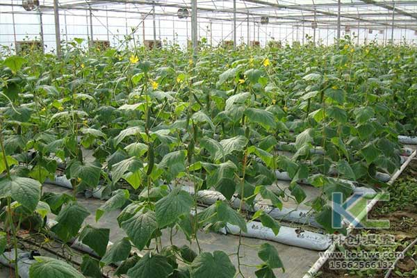 無土栽培，無土栽培技術(shù)，無土栽培設(shè)備