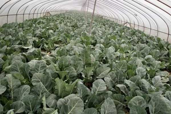 無土栽培，無土栽培技術，無土栽培設備