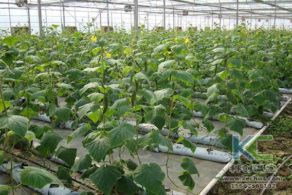 無土栽培，無土栽培技術(shù)，無土栽培設(shè)備