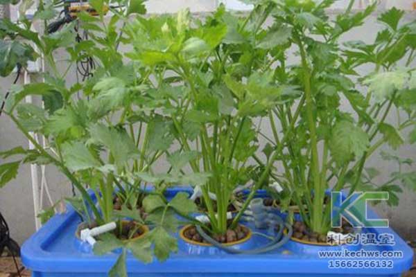 無土栽培，無土栽培技術(shù)，無土栽培設(shè)備