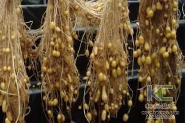 無(wú)土栽培，無(wú)土栽培技術(shù)，無(wú)土栽培設(shè)備