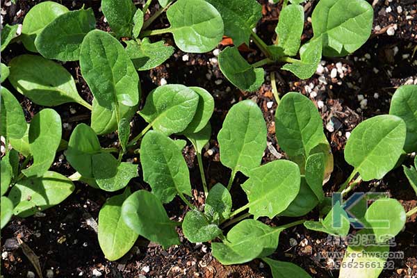 無土栽培，無土栽培技術(shù)，無土栽培設(shè)備