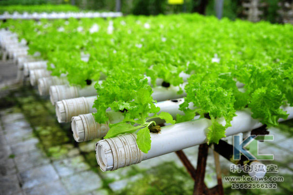 有機(jī)生態(tài)型無(wú)土栽培，無(wú)土栽培技術(shù)，無(wú)土栽培設(shè)備，無(wú)土栽培