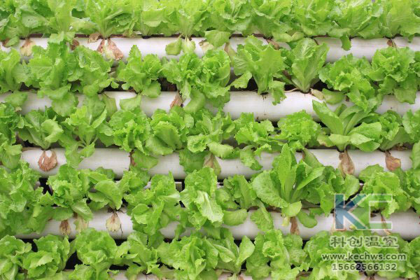 無土栽培，無土栽培技術，無土栽培設備