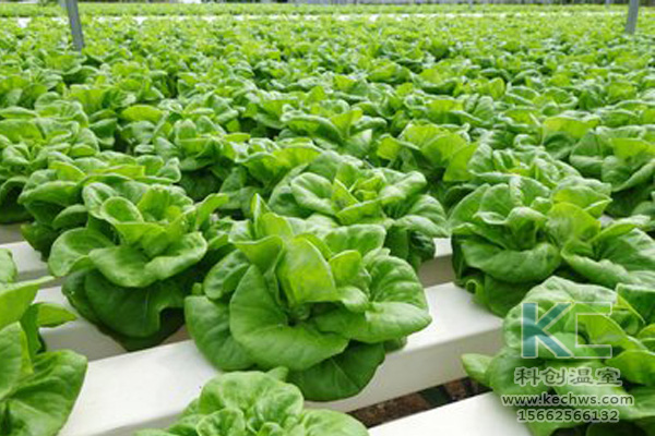 無土栽培，無土栽培技術(shù)，無土栽培設備