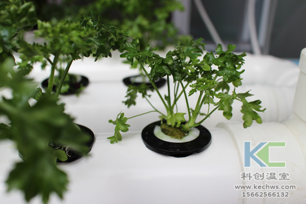 無土栽培，無土栽培技術(shù)，無土栽培設(shè)備