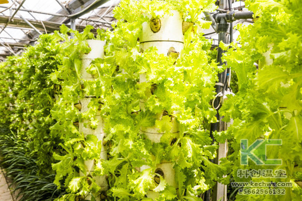 無土栽培，無土栽培技術(shù)，無土栽培設(shè)備