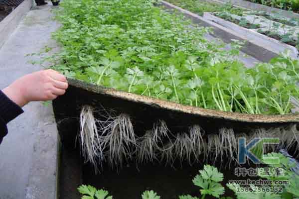 無土栽培技術，溫室大棚造價，蔬菜大棚，無土栽培
