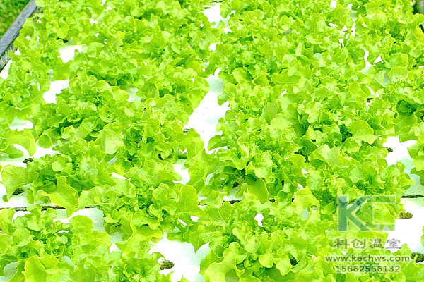 無土栽培，無土栽培技術(shù)，無土栽培設(shè)備，溫室大棚